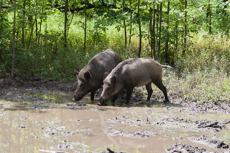 Wildschweine