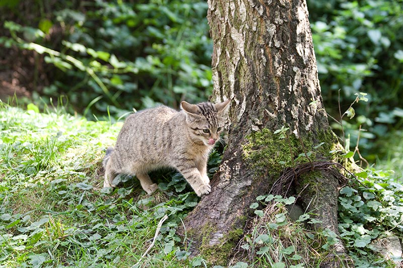 Kitten