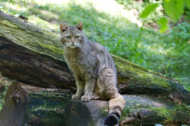 Der Kater