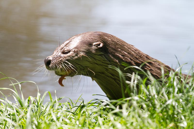 Fischotter