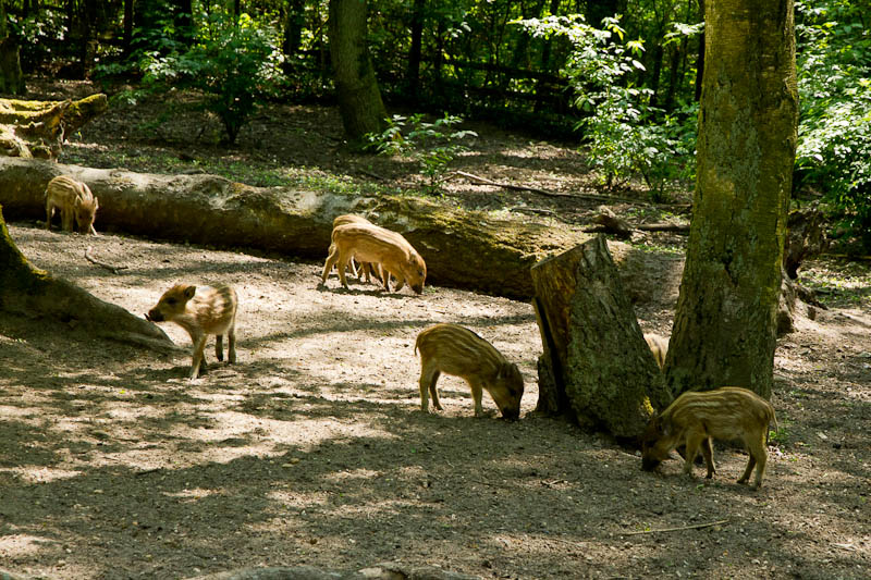Frischlinge