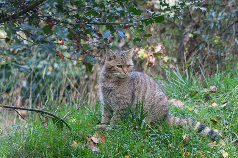 Die weibliche Katze