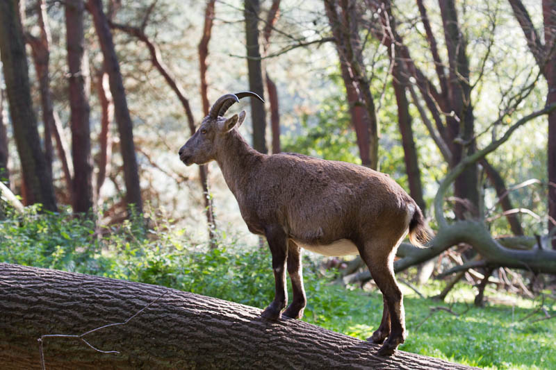 Steinbock